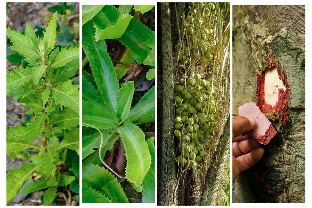 Tropical Forest Health: NASA Technology and Climate Change