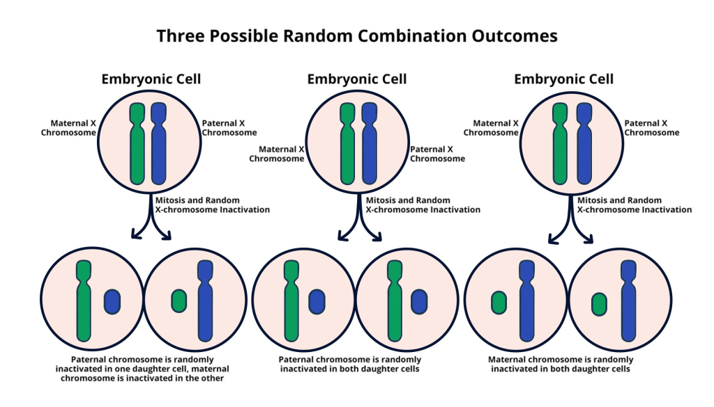 X Chromosome Inactivation: Breakthrough in Genetic Treatments